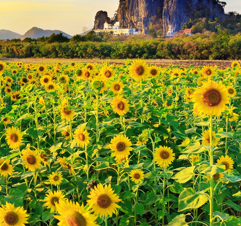 4D3N BANGKOK (LOPBURI - SUNFLOWER) MUSLIM TRIP
